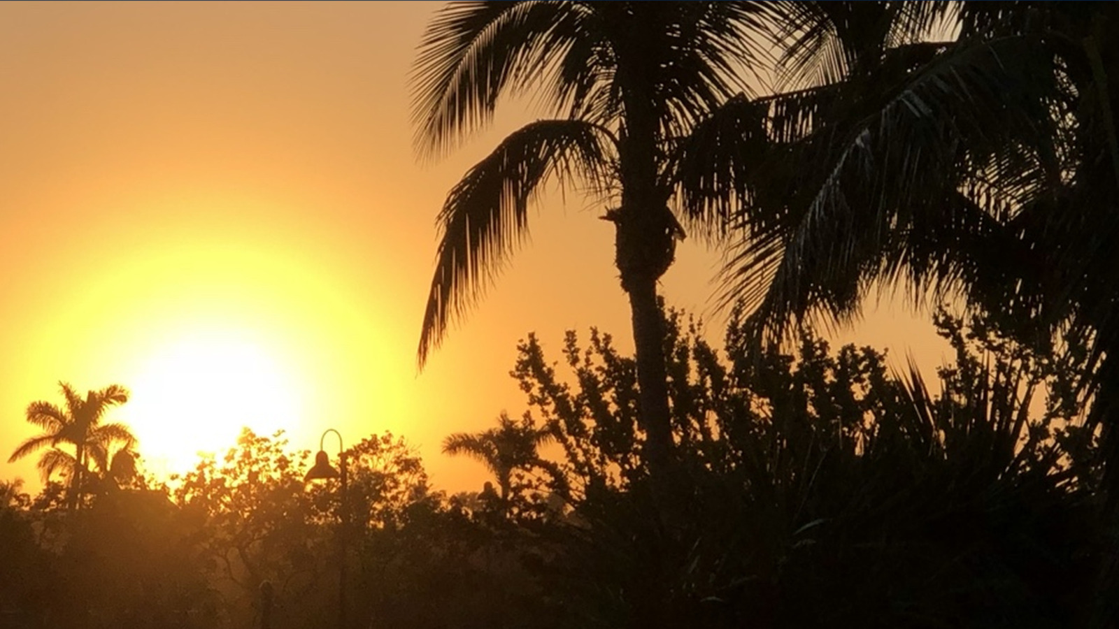 Sonnenuntergang mit Palmen in Florida